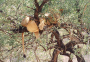 Sehr bequem sieht es dort oben nicht aus, aber das scheint dieses Tier nicht zu stören. Vielleicht ist es im Baum angenehmer als am Boden, weil es oben etwas kühler und eher ein Wind spürbar ist. Auch hat es vielleicht weniger Ameisen und anderes Getier.