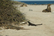 Bei der „Entdeckung“ von Galapagos schrieb ein Priester, die Tiere seien so dumm, dass sie sich, ohne sich zu wehren oder zu fliehen, totschlagen liessen. Der Mann der Kirche hat nicht erkannt, dass er sich im Paradies auf Erden befand. Traurig, traurig !