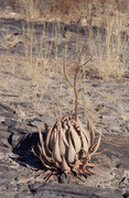 Während es auf dem Waterberg Plateau sehr trocken ist, ist die Vegetation am Fuss des Plateaus üppig und besonders artenreich. Unter anderem sieht man wilde Feigenbäume, Feuerlilien und Korallenbäume, oder, wie hier, Aloen (Aloe asperifolia ?).