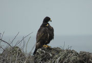 Die Population des endemischen Galapagosbussards (Buteo galapagoensis) wird auf bloss 130 Paare geschätzt. Wegen des fehlenden Fluchtinstinkts ist er auf allen von Menschen bewohnten Galapagosinseln stark gefährdet (Punta Suarez, Espanola)