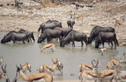 Wir stellten fest, dass sich die Tiere an den Wasserstellen sehr unterschiedlich verhielten: Zebras kurz, vorsichtig und schreckhaft, Gnus (auch nicht sehr lange) und Springböcke aber, wenn möglich, bis zum Bauch ins Wasser (Okaukuejo.