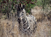 Im Krüger Park ist das Steppenzebra (Equus quagga) durch die Unterart des Burchell‘s-Zebras (E. q. burchellii) vertreten. Es ist gekennzeichnet durch relativ breite schwarze und weisse Streifen und braune Zwischenstreifen speziell an den Oberschenkeln.