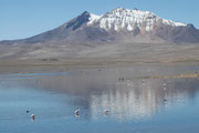 Der Lago Chungara liegt auf 4520 m Höhe und ist somit einer der höchsten Seen der Welt. Es ist schon erstaunlich, auf dieser Meereshöhe Flamingos zu sehen, mit den schneebedeckten Sechstausendern im Hintergrund.