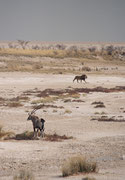 Schicksalshafte Begegnung in der nachmittäglichen Hitze der Wasserstelle „Sueda“: Eine Südafrikanische Oryx (Oryx gazella) mit einem verletzten (gebrochenen ?) linken Hinterbein beobachtet aufmerksam einen Löwen, der in der Nähe durchschreitet.