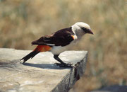 Starwebervogel (Dimenellia dinemelli) (Serengeti NP)
