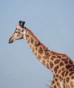 Hier reiten ein paar Rotschnabel-Madenhacker (Buphagus erythrorhynchus) auf dem Giraffenhals mit. Sie suchen das Fell der Tiere nach Parasiten ab und entfernen diese (wühlen aber auch in Wunden !). Auch warnen sie ihre Wirtstiere vor herannahenden Räubern