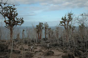 Hier wandern wir auf Santa Fe auf dem für Touristen markierten Fusspfad durch ein Wäldchen aus Baumopuntien (Opuntia imbricata). Die Früchte dieser „Feigenkakteen“ sind die Hauptnahrung der Galapagos Landleguane.