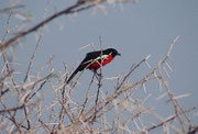 Einer der schönsten Vögel im südlichen Afrika ist der Rotbauchwürger (Lanarius atrococcineus). Sein Lebensraum sind Buschsavannen und lichte Mopanewälder. Er lebt zumeist paarweise und brütet in Dornbüschen. Die Nahrung besteht aus Insekten.