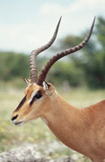 Das Impala in Angola und Namibia ist eine andere Unterart, als das Impala in anderen Teilen Afrikas. Es wird Schwarznasenimpala (Aepyceros melampus petersi) genannt, weil es auf dem Nasenrücken einen schwarzen Streifen hat.