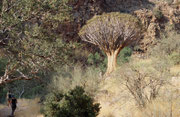 Der Köcherbaum (Aloe dichotoma) ist ein Überlebenskünstler. Seine dicken, fleischigen Blätter und sein voluminöser Stamm sind mit einem wasserspeichernden Zellgewebe ausgestattet, das dem Baum in Trockenzeiten als lebenswichtiges Reservoir dient.