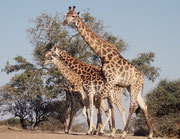 Kapgiraffen (Giraffa cameleopardis giraffa), werden bis zu 6 m hoch. Trotzdem besteht die Halswirbelsäule, wie bei uns, aus bloss 7 Wirbeln. Der Hals wird von nur einer, sehr starken Sehne gehalten, die vom Hinterkopf der Giraffe bis zum Steiss verläuft.