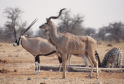 Im Vordergrund ein prächtiger Grosser Kudu (Tragelaphus strepsiceros) und im Hintergrund eine südliche Oryx (Oryx gazella), welche in Namibia auch „Gemsbok“ genannt wird, mit ihren schwarzen Streifen an den Beinen, den Körperseiten, der Kruppe und am Kopf
