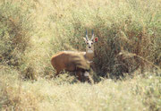 Buschbock oder Imbabala (Tragelaphus sylvaticus). Sein bevorzugter Lebensraum sind Wälder und Buschwerk in Wassernähe. Da es in der Serengeti nicht allzu viele Wälder und Ufergehölze hat, ist er dort eine eher seltene Antilopenart.