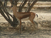 Dorcas Gazelle (Gazella dorcas) im Al Wabra Wildlife Preservation Center