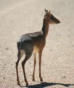 Das kleine Kirk-Dikdik (Madoqua kirki) kühlt zum Schutz vor Hitze in den Nasengängen Blut ab. Es hat eine verlängerte Schnauze, wodurch der Nasenraum und die feuchte Schleimhaut vergrössert sind (man nennt es deshalb bisweilen auch „Zwergrüsseldikdik“).