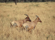 Zwei Leierantilopen, der Art (Damaliscus lunatus), also Tsessebes (Serengeti NP)