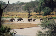 Elefanten durchqueren den Uaso Nyiro Fluss. Man beachte die kletternden Elefanten im Hügel im Hintergrund (Samburu)