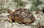 Leopardschildkröte (Geochelone pardalis)