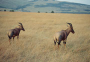 Zwei Leierantilopen, auch Topi genannt (Damaliscus korrigum) (Masai Mara)