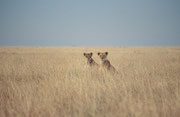 Im Grasmeer der Serengeti können sich zwar auch Löwen verstecken, aber wenn es weit und breit keine grösseren Beutetiere mehr hat, ist das Leben nicht leicht...
