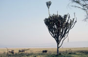 Morgenstimmung mit Kaffernbüffeln und einer riesigen Euphorbie. Diese Pflanze - ein Wolfsmilchgewächs - kommt im Lake Nakuru NP sehr häufig vor. Im Jahre 2005 aber waren – entgegen unseren Erfahrungen des Jahres 2000 - viele abgestorben (Krankheit ?).