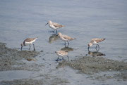 Noch einmal eine Gruppe von Sichelstrandläufern (Calidris ferruginea), eine Art aus der Familie der Schnepfenvögel, mit relativ langen Beinen und einem gebogenen Schnabel. Sein Brutgebiet liegt im Norden Russlands.