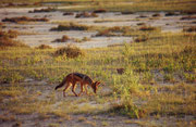 Ein Schabrackenschakal (Canis melomelas) auf der Suche nach Nahrung.