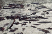 Da Flusspferde die Gewohnheit haben, im Wasser zu koten und mit dem Schwanz den Kot noch herumzuspritzen, kann man sich vorstellen, dass die Tiere hier bald in einer unangenehm riechenden Brühe von wenig Wasser und reichlich eigenen Exkrementen badeten.