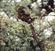 Elsternwürger (Corvinella melanoleuca). Die Würger scheiden die unverdaulichen Reste verzehrter Beutetiere (Haare, Knochen, Federn, Chitinteile von Insekten) in Form kleiner Speiballen (Gewölle) aus, wovon sich ihr Name ableitet.