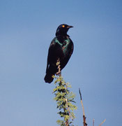 Rotschulterglanzstar (Lamprotornis nitens). Die wunderbar metallisch schillernden Glanzstare sind in Afrika überall anzutreffen. Aber diese quirligen Vögel zu fotografieren ist gar nicht so leicht.