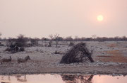 Auch beim Camp „Halali“ befindet sich eine bequem einsehbare Wasserstelle, wo man am Abend einen traumhaften Sonnenuntergang erleben und gleichzeitig Tiere beobachten kann. Spannend sind auch Nachtbeobachtungen von dieser sicheren Warte aus.