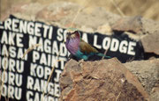 Die Gabelschwanzracke (Coracias caudata) ist zwar der Nationalvogel Kenias und Botswanas, kommt aber auch im Serengeti NP in Tansania vor.