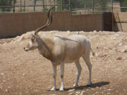 Addax Antilope (Addax nasomaculatus) im Al Wabra Wildlife Preservation Center (Foto: F. Boehmer)