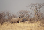 Auf der gleichen morgendlichen Rundfahrt (bezeichnenderweise auf dem „Rhino Drive“), sahen wir auch zwei prächtige Breitmaulnashörner (Ceratotherium simum). Sie haben ein breites, an das Äsen von Gras angepasstes Maul.