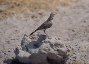 Auch allerlei Vögel finden sich natürlich bei diesen Wasserstellen ein. Hier könnte es sich um eine Rotscheitellerche (Calandrella cinerea) handeln. Sie kommt in ganz Afrika südlich der Sahara vor (Wasserstelle Andoni).