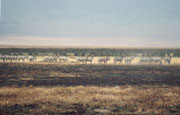 Als die Löwen sich sattgefressen und mit noch blutenden Gesichtern zur Ruhe gelegt hatten, zogen die Zebras weiter, unmittelbar neben den ruhenden und den z. T. noch fressenden Löwen vorbei. Ob wohl das erste Zebra die Situation falsch eingeschätzt hat ?