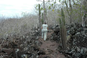 Auf San Cristobal, der östlichsten Galapagisinsel liegt die Hauptstadt des Archipels, Puerto Baquerizo Moreno (4816 Einwohner). Dort mussten wir unsere Nahrungsvorräte ergänzen. Hinter dem Besucherzentrum stiegen wir aus den „Frigate Bird Hill“.