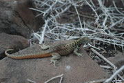 Die rund 20 cm langen „Lava lizards“ sind die häufigsten Reptilien auf dem Archipel und sind, wie die meisten anderen Tiere, erstaunlich zutraulich. Auf Espanola ist die Gattung (Microlophus) durch die Art Microlophus delanonis vertreten.