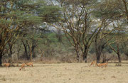 Im etwas wilderen Teil des Parks, der am weitesten von der Stadt Nakuru entfernt ist, gibt es diese Galeriewälder und sogar ein paar Hügel. Im Vordergrund Impalas. In dieser Region haben wir sogar das Nest eines Sekretärpaars (Sagittarius serpentarius) ge