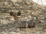 Beira Antilope (Dorcatragus megalotis) im Al Wabra Wildlife Preservation Center