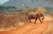 Kein Wunder, dass bei der Farbe dieser Erde auch die Elefanten bald rötlich werden (Tsavo East)