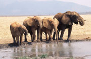 Elefanten an Wasserstelle (Tsavo East)