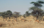 Eine Junggesellengruppe von Impalas (Aepyceros melampus melampus). Entgegen den „Schwarznasenimpalas“ von Namibia haben die Impalas im Serengeti NP keinen schwarzen Streifen auf der Nase (aber nach wie vor den schwarzen Haarbüschel an den Fersen).