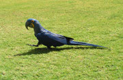 Freifliegender, handaufgezogener Hyazinthara (Anodorhynchus hyacinthinus) im Al Wabra Wildlife Preservation Center