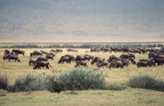 Die 7000 Gnus sind fast 1/3 der Tiere im Krater, neben 4000 Zebras und 3000 weiteren Antilopen. Sie sind nicht im Krater eingeschlossen, sondern können hinaus wandern. Es gibt keine Giraffen, Impalas, Leierantilopen oder Krokodile und nur wenige Elefanten