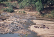 Vom gleichen Aussichtspunkt beim Olifants-River sahen wir diese Gruppe von Flusspferden (Hippopotamus amhibius), die auf einer Sandbank Sonne tankten. Spezielle Hautdrüsen sondern dabei eine Flüssigkeit ab, welche die Tiere vor der Austrocknung schützt.