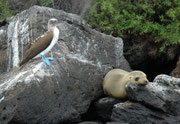 Galapagos wird häufig als ein „Paradies“ bezeichnet, wo die Tiere völlig friedlich nebeneinander und miteinander leben, so wie hier, auf Santa Fe, ein Galapagos-Seelöwe (Zalophus wollebaeki) und ein Blaufusstölpel (Sula nebouxii).