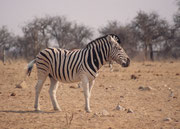Die helleren Zwischenstreifen sprechen bei diesem imposanten Zebrahengst für ein Burchells Zebra (Equus quagga burchellii)  (Tsumcor, Etosha NP)