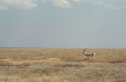 Derselbe Grant-Gazellen Bock und seine Umgebung: Ein Meer von Gras, ohne andere Huftiere weit und breit. (Serengeti NP)