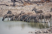 Auch Okaukuejo, das westlichste für Touristen regelmässig geöffnete Camp im Etosha NP hat natürlich eine eigene Wasserstelle als Anziehungspunkt und zwar nicht nur für die Parkbesucher sondern auch für die Parkbewohner (hier eine Herde Buchell Zebras).